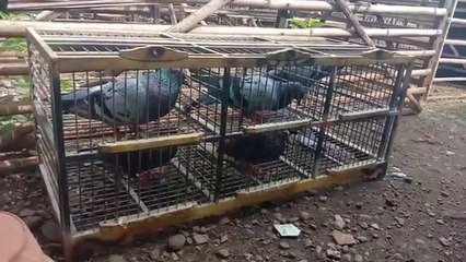 Luar Biasa ! Ternyata Ini Manfaat Gula Merah (aren) Untuk Merpati