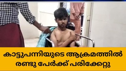 വീട്ടുമുറ്റത്ത് നിന്നവർക്ക് നേരെ പാഞ്ഞടുത്ത് കാട്ടുപന്നി : രണ്ടുപേർ ചികിത്സയിൽ