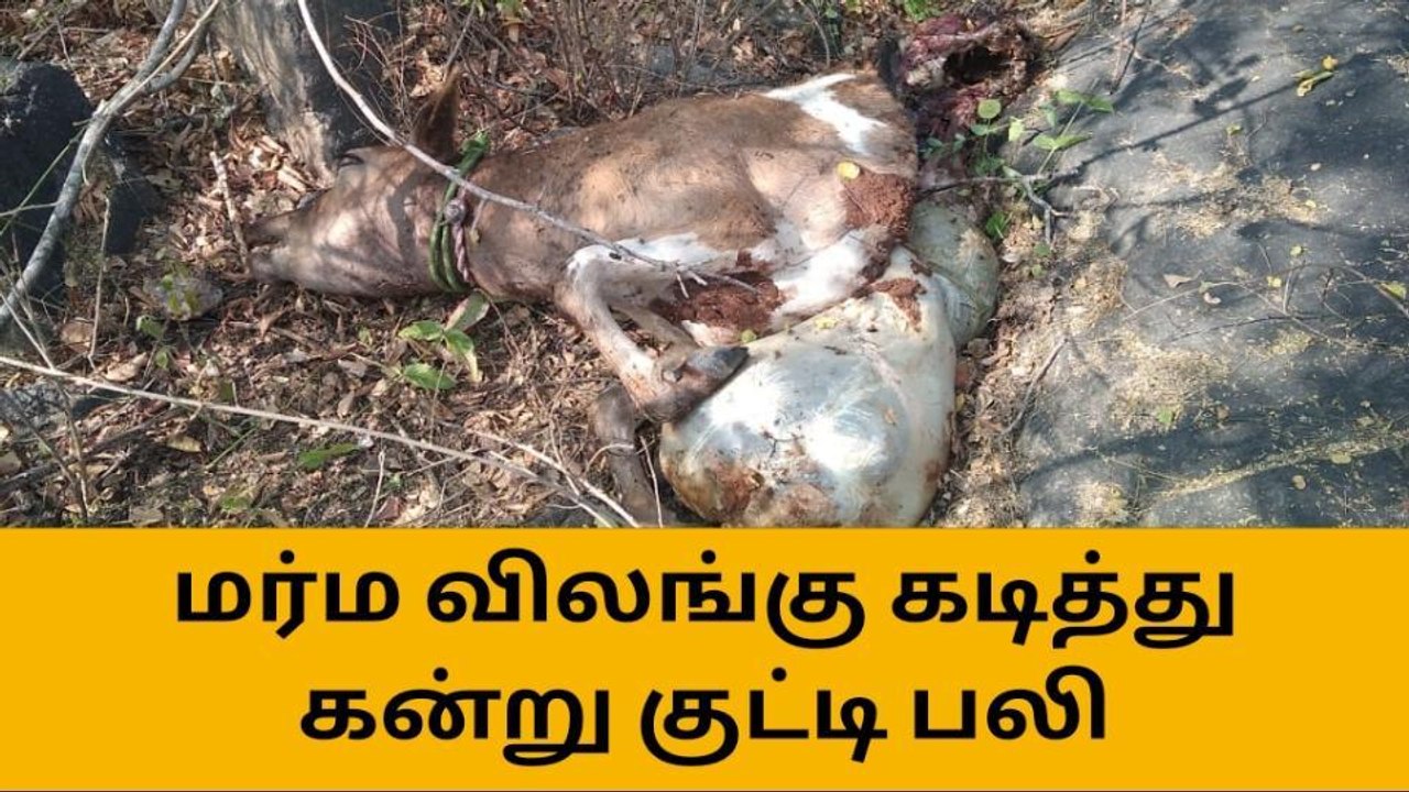 காங்கேயம்: மர்ம விலங்கு கடித்து கன்று குட்டி பலி-பொதுமக்கள் அச்சம்
