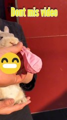 Cute rabit video,rabit danc