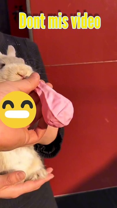 Cute rabit video,rabit danc