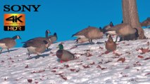 4K HDR Proxy M  Video - Winter Playful Geese & Ducks Frolicking iIn The Sun - Daily Nature Videos - Proxy M version