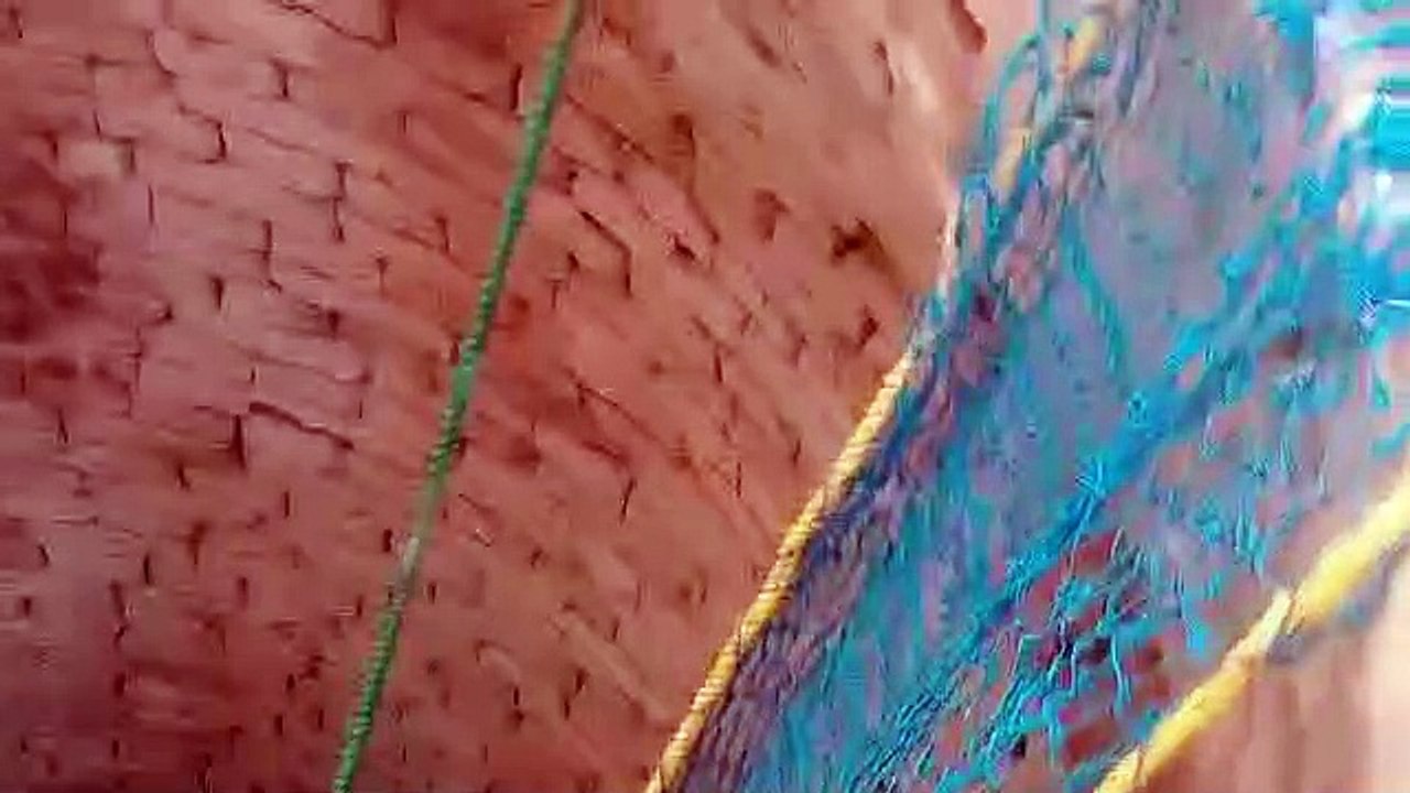 कुएं में गिरे भालू को रेस्क्यू टीम ने बाहर निकालकर जंगल में छोड़ा