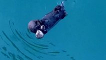 Otter casually floats down wharf on her back while cradling her baby