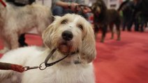 Crufts shines spotlight on ‘vulnerable’ dog breeds