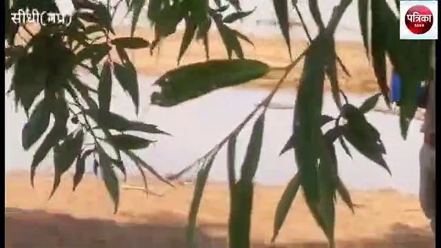 sidhi: Tigress T-32 died due to electrocution