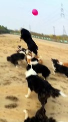 Playful pack of dogs enjoying a sunny day with a ball