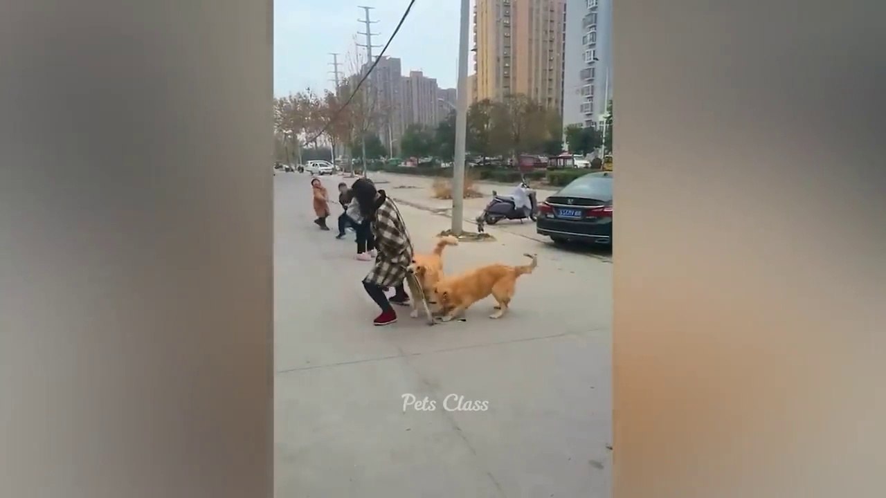 Funniest Animals 2023  Funny Dogs and Cats Videos  Part 2