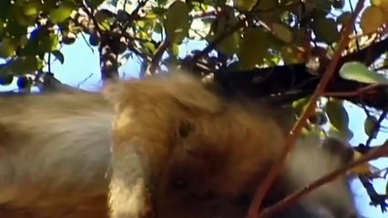 Tragic! Lion Lost One Leg Due To Crocodile Surprise Attack When Crossing The River ► Harsh Life Begin