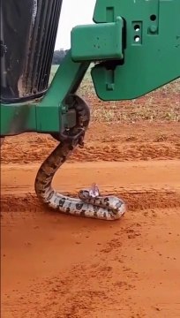 Un gros serpent pas très malin se mord lui-même