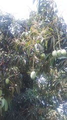 केशर केरी ना जाड़ mego Keri Na jad