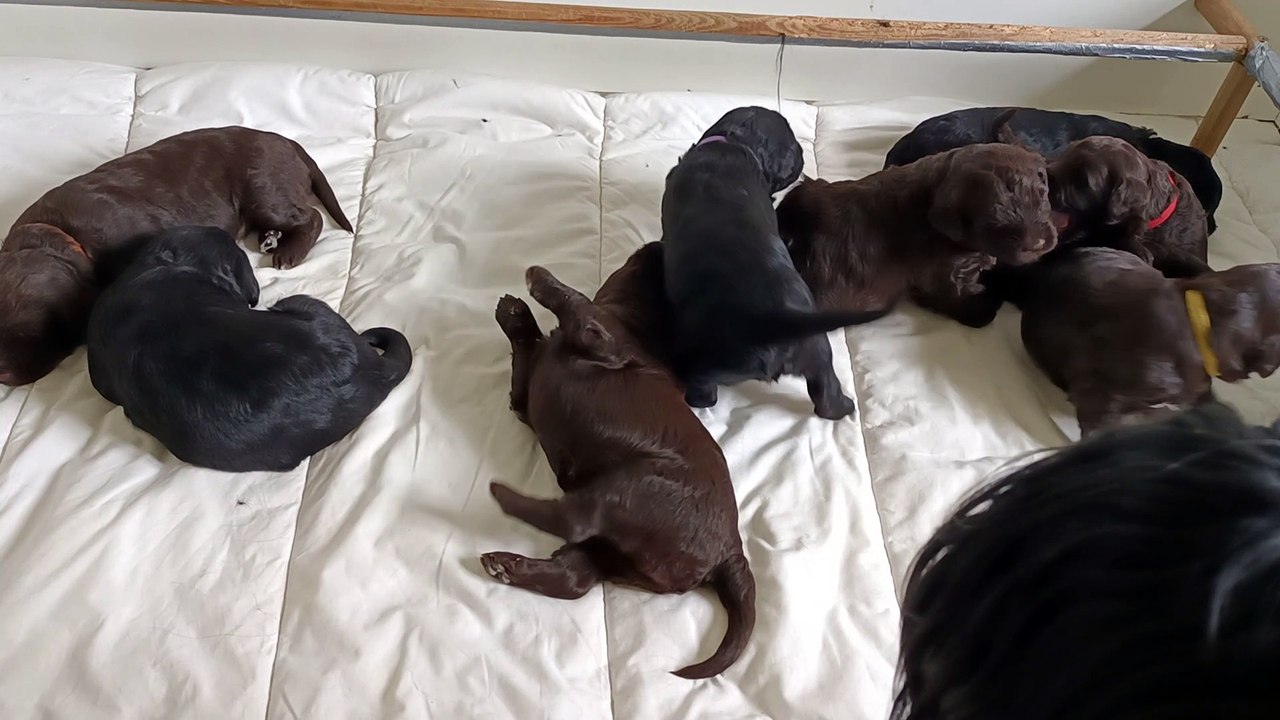 Chien d'eau portugais nés en février 2023