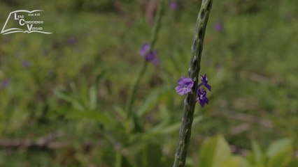 NO APTO PARA RELIGIOSOS   jehova UNGE A SAUL PARA MANDAR A MATAR  jehovaES EL MISMO SATANAS