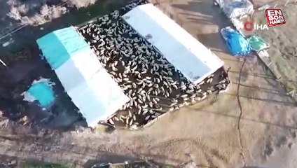 Elazığ'da koyun ve kuzuların renkli buluşması