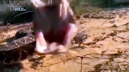 Animals Attack - Lion Vs Crocodile Real Fight  - crocodile attac