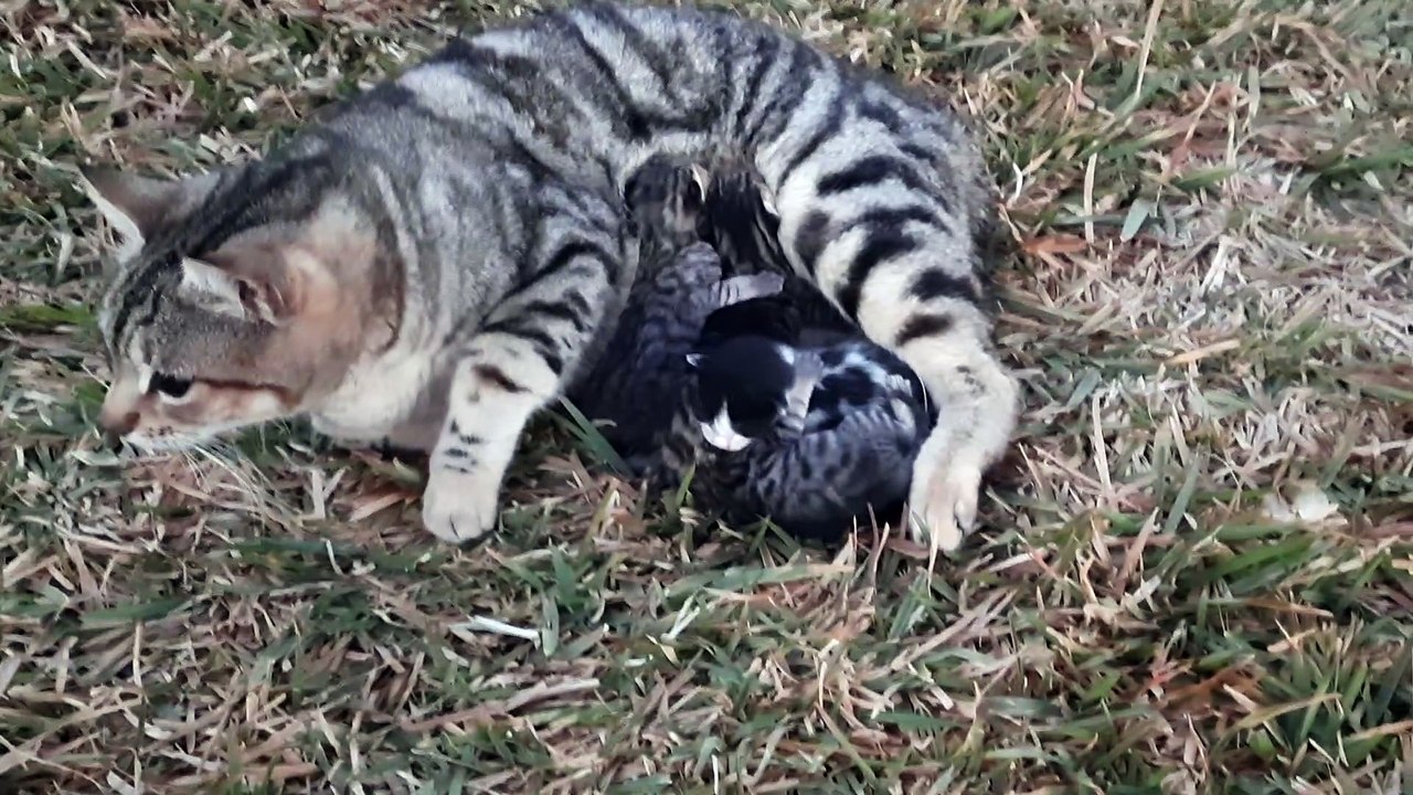 Ma jolie  chat avec ses petits chatons.