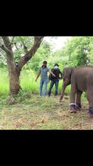 rescue injured wild baby elephant