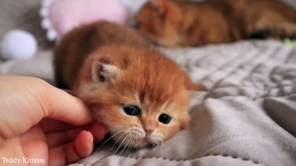 baby cats - cute and funny baby cats video compilation 2023