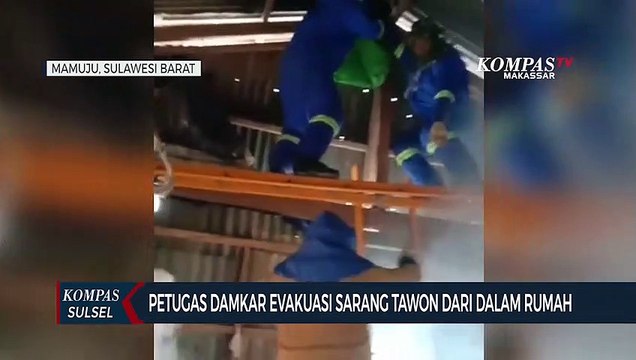 Petugas Damkar Evakuasi Sarang Tawon Dari Dalam Rumah
