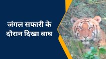 बहराइच: जंगल सफारी के दौरान दिखा बाघ,वीडियो हुआ वायरल