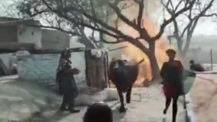 शामली: छप्पर में अज्ञात कारणों से लगी भीषण आग, तीन मवेशी झुलसे
