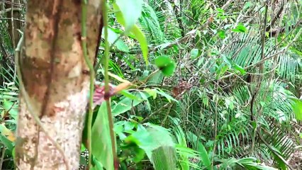 Reflexiones de la selva | Conexión Milenio