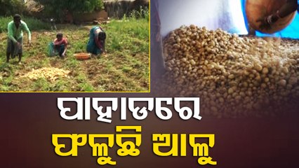 Hard-working farmers script success story with potato farming in Odisha's Sunabeda  OTV 8.88M subscribers  Subscribe  3   Share
