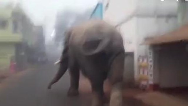 ঝাড়গ্রাম:জঙ্গল ছেড়ে শহরের রাস্তায় হাতি!দেখুন ভিডিও