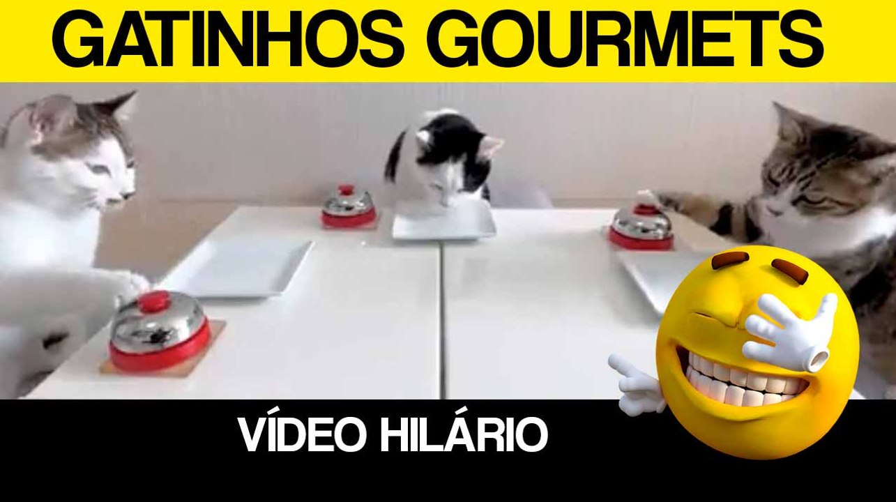 Vídeo hilário: gatos gourmets transformam donos em mordomos