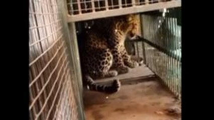 बिजनौर:आतंक का पर्याय गुलदार पिंजरे में हुआ कैद,लोगों को मिली राहत