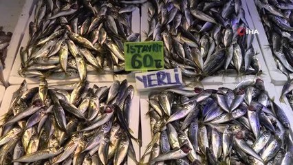 Prof. Dr. Cemal Dinçer: "Karadeniz'in önemli pelajik balıkları azalıyor"