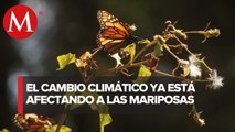 Calor impacta santuarios de mariposa monarca; inician regreso a EU