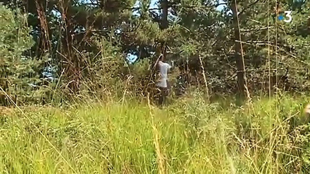 Tuer un hybride de loup n à rien d illégale non protégé par la convention de ...