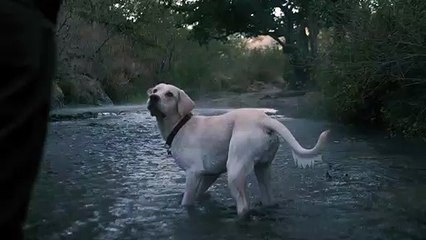dog-catches-a-ball-in-a-river