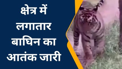 इस क्षेत्र में चहलकदमी करती दिखी आदमखोर बाघिन, ग्रामीणों में दहशत