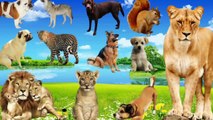 Animals Video With Sounds, Elephants, Lion, tiger, dogs, horses, cows, cats goats