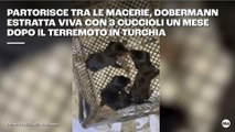Dobermann estratta viva con 3 cuccioli un mese dopo il terremoto in Turchia