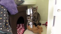 Cats needing new homes at RSPCA Bluebell Ridge in Hastings, East Sussex