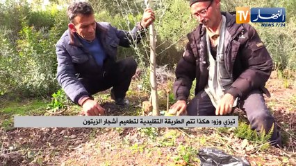 تيزي وزو : هكذا تتم الطريقة التقليدية لتطعيم أشجار الزيتون
