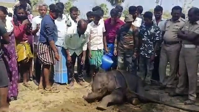 वीडियो में देखा जा सकता है कि वन विभाग के कर्मियों ने भी नन्हें हाथी को रस्सियों से बांध दिया ताकि उसे ऊपर खींचा जा सके।