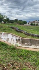 Sucuri gigante 'passeia' perto de moradores em bairro de Bonito