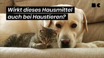 Wirkt dieses Hausmittel auch bei Haustieren?