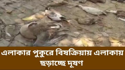 বালি: পথের ওপর ছড়িয়ে পড়ে একের পর এক হাঁস, রাজহাঁসের দেহ, আতঙ্ক