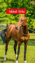 14 Rare Horse Breeds In The World #shorts