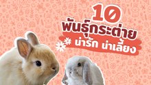 10 สายพันธุ์กระต่ายน่ารัก-น่าเลี้ยง