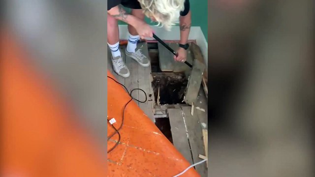 Couple discovered their home was site of giant beehive - after HONEY started dripping down the walls