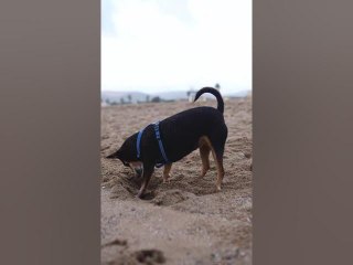 Faits choquants sur les chiens