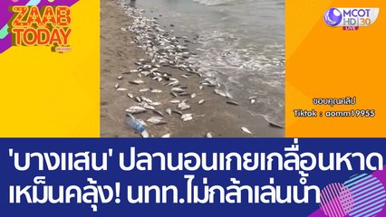 'บางแสน' ปลานอนเกยเกลื่อนหาด เหม็นคลุ้ง!  นทท. ไม่กล้าเล่นน้ำ (13 มี.ค. 66) แซ่บทูเดย์