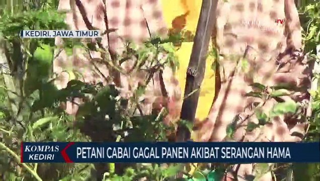 Terserang Hama, Hasil Panen Petani Cabai Menurun Drastis