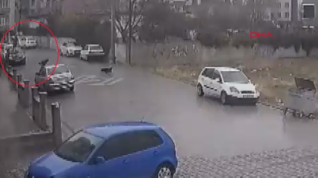 Köpeklerin saldırısından aracın üstüne çıkarak kurtuldu; o anlar kamerada